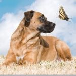 8131146beautifuldoglooksupatatigerswallowtailbutterfly.jpg