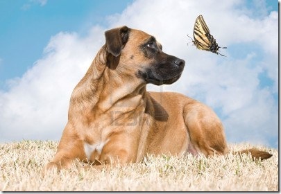 8131146-beautiful-dog-looks-up-at-a-tiger-swallowtail-butterfly
