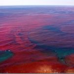 Red Tile ปรากฏการณ์ขี้ปลาวาฬ op_0