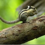 กระเล็น